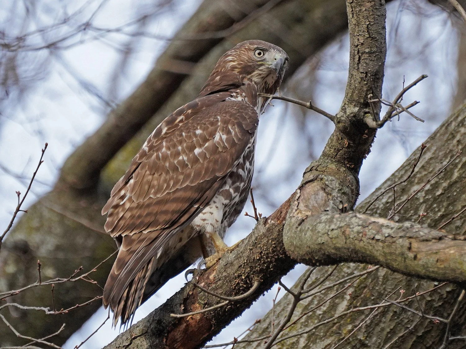 chihiro.HAWKS American Needle Chicago Blackhawks Burnett Cap – CBH Shop